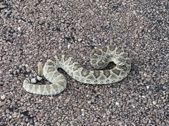 Crotalus scutulatus