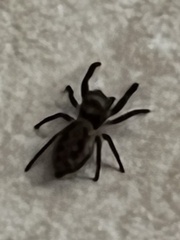 Eris militaris