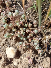 Sedum debile