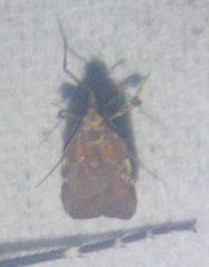 Galasa nigrinodis