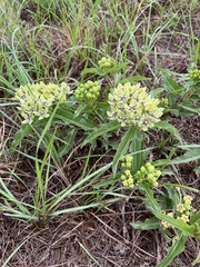 Asclepias