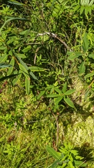Rhododendron groenlandicum