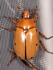 Pelidnota punctata