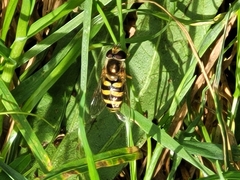Metasyrphus