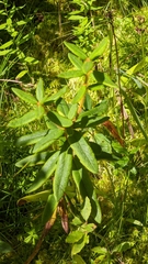 Rhododendron groenlandicum