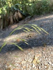 Bromus vulgaris