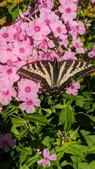 Papilio eurymedon