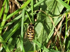 Metasyrphus