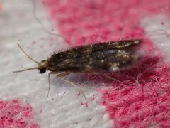 Hydroptilidae