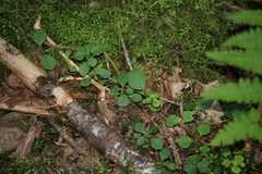 Linnaea borealis