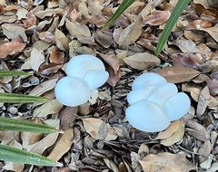 Fungi