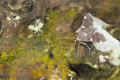 Piletocera aegimiusalis