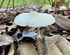 Fungi