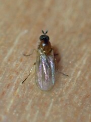 Empidoidea