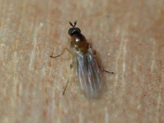 Empidoidea