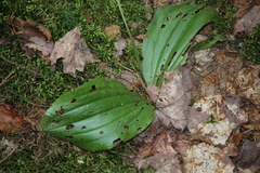 Cypripedium acaule