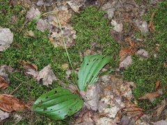 Cypripedium acaule