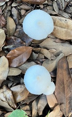 Fungi