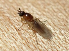 Empidoidea