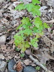 Acericecis ocellaris