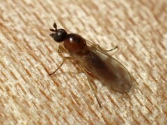 Empidoidea