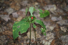 Trillium undulatum