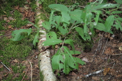 Sambucus racemosa