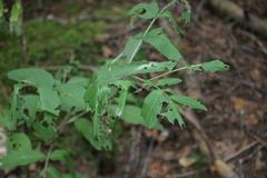 Sambucus racemosa