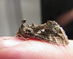 Chrysodeixis includens