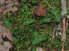Mitchella repens