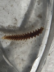 Arthropoda
