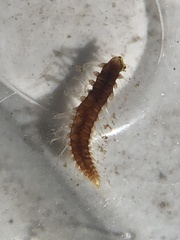 Arthropoda