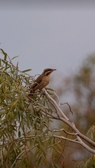 Acanthagenys rufogularis