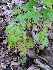 Acericecis ocellaris