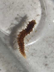 Arthropoda