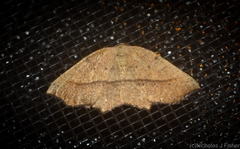 Planolocha obliquata