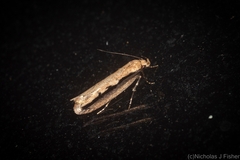 Leptocroca sanguinolenta