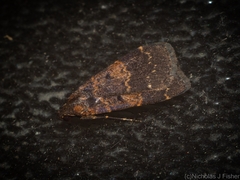 Hydrillodes funestalis