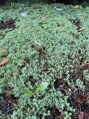 Juniperus horizontalis