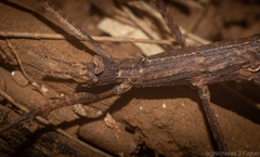 Pachymorpha