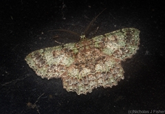 Hypodoxa conspurcata