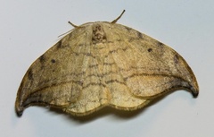 Drepana arcuata