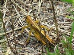 Schistocerca americana