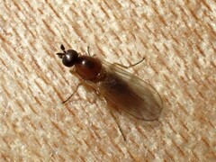 Empidoidea