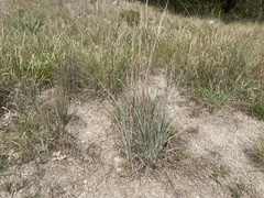 Schizachyrium scoparium