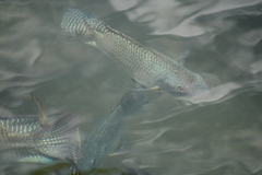 Oreochromis
