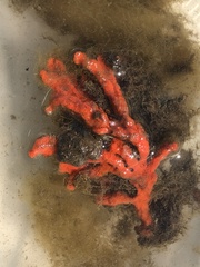 Clathria prolifera