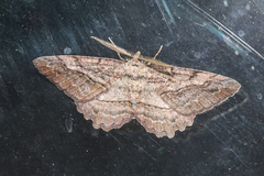 Neoalcis californiaria