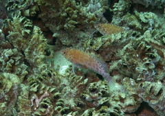 Cirrhitichthys oxycephalus