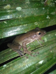 Polypedates occidentalis